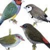Australian Finches Greeting Card- Greeting Cards