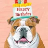 Bulldog Birthday Card- Greeting Cards