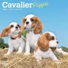 Cavalier King Charles Spaniel Puppies 2026 Mini Wall Calendar- Calendars