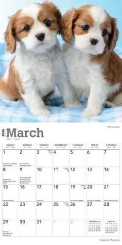 Cavalier King Charles Spaniel Puppies 2026 Mini Wall Calendar- Calendars