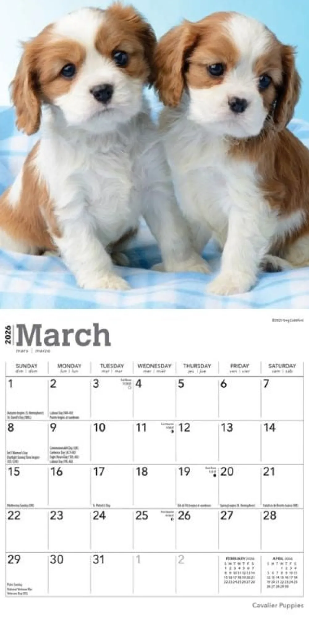 Cavalier King Charles Spaniel Puppies 2026 Mini Wall Calendar- Calendars