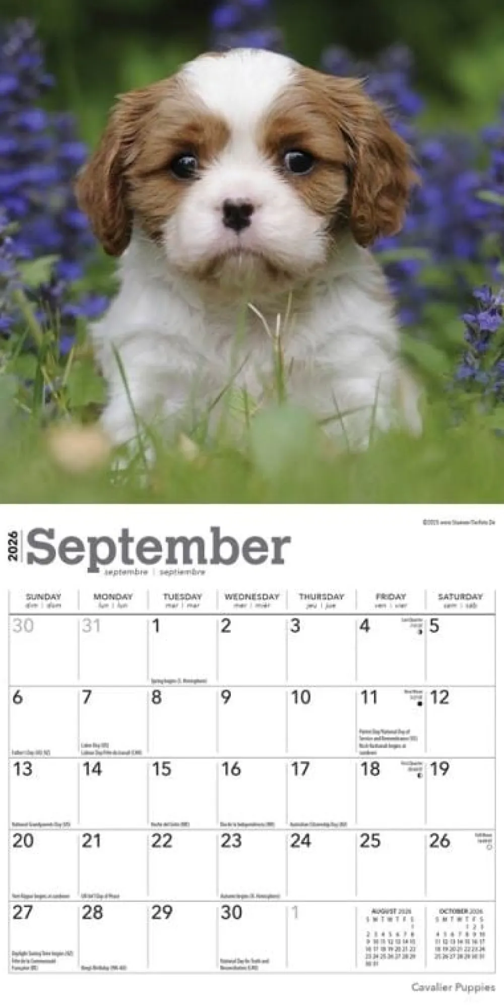 Cavalier King Charles Spaniel Puppies 2026 Mini Wall Calendar- Calendars