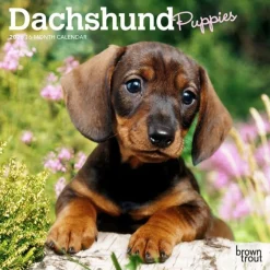 Dachshund Puppies 2026 Mini Wall Calendar- Calendars