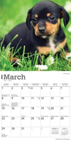 Dachshund Puppies 2026 Mini Wall Calendar- Calendars