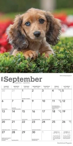 Dachshund Puppies 2026 Mini Wall Calendar- Calendars