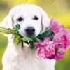 Dog with Flower Bouquet Birthday Card- Greeting Cards
