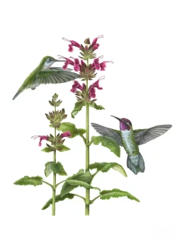 Erin E. Hunter: Pollinators Boxed Notecards- Boxed Cards
