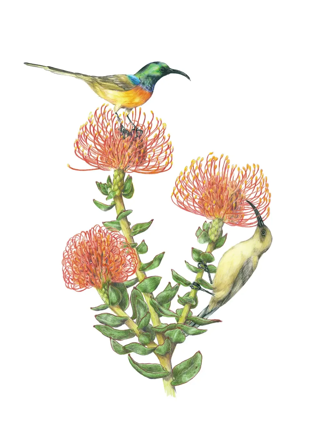 Erin E. Hunter: Pollinators Boxed Notecards- Boxed Cards