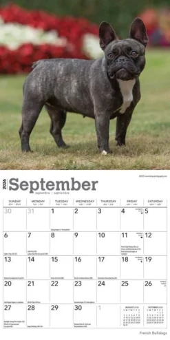 French Bulldogs 2026 Mini Wall Calendar- Calendars