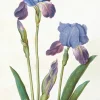 Garden Iris Greeting Card- Greeting Cards
