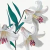 Lilies Sympathy Card- Greeting Cards