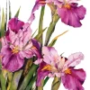 Louisiana Iris Sympathy Card- Greeting Cards