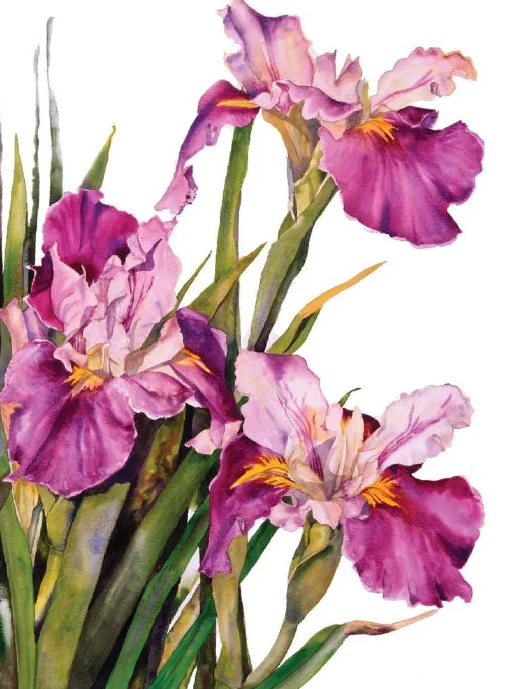 Louisiana Iris Sympathy Card- Greeting Cards