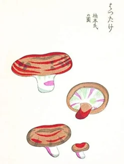 Mushroom Postcards- Books