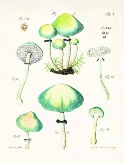 Mushroom Postcards- Books