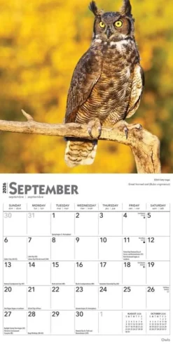 Owls 2026 Mini Wall Calendar- Calendars