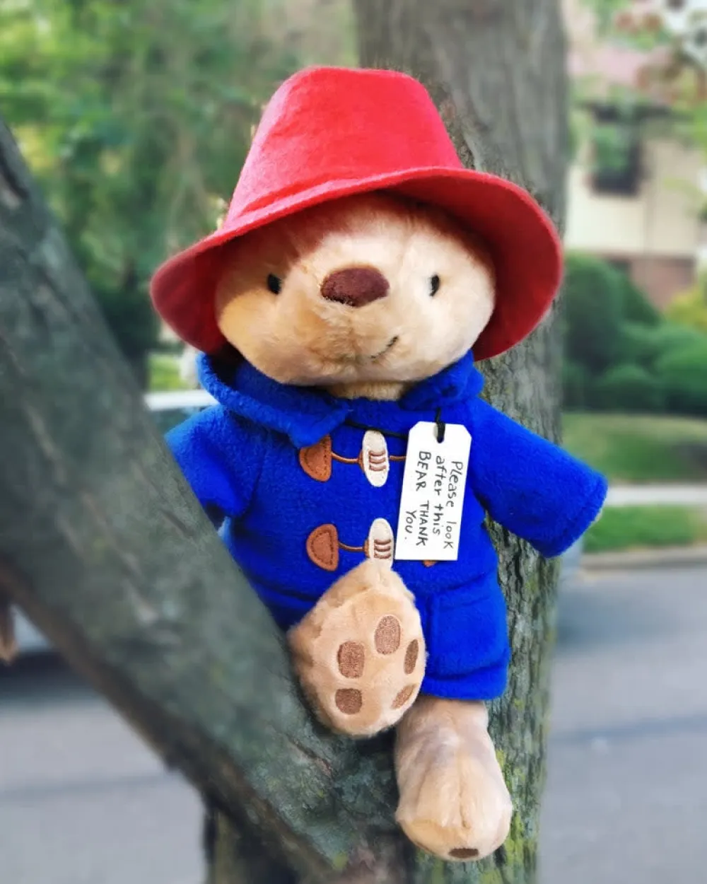 Paddington Bear 8.5" Seated- Paddington Bear|Peter Rabbit