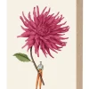 Pink Dahlia Greeting Card- Greeting Cards