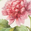 Pink Peony Greeting Card- Greeting Cards