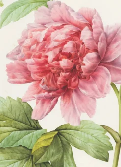Pink Peony Greeting Card- Greeting Cards