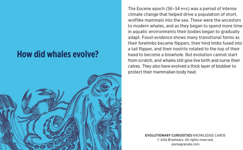 Pomegranate Evolutionary Curiosities Knowledge Cards- Games & Puzzles