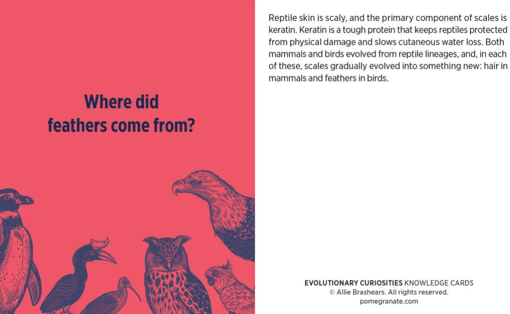 Pomegranate Evolutionary Curiosities Knowledge Cards- Games & Puzzles