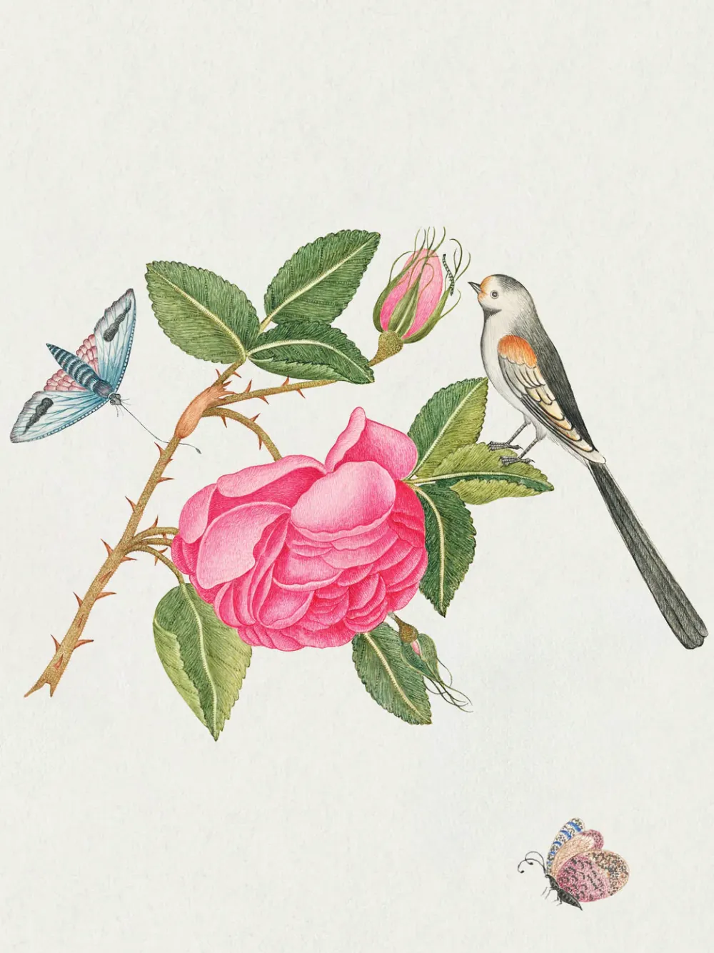 Pomegranate Flowers, Birds, & Butterflies Celebrations Boxed Notecards- Boxed Cards