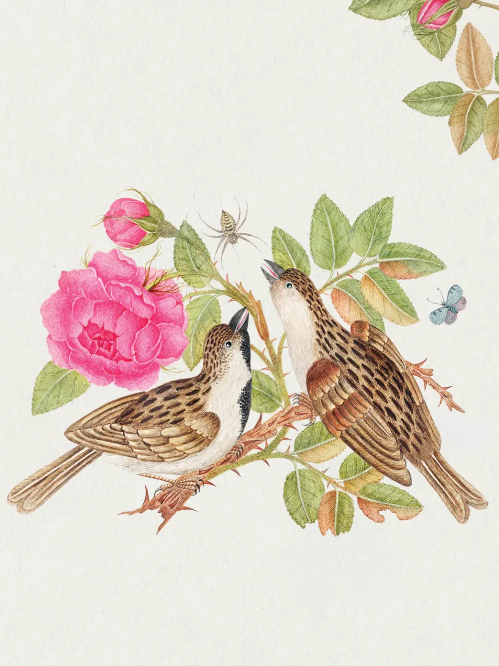 Pomegranate Flowers, Birds, & Butterflies Celebrations Boxed Notecards- Boxed Cards