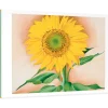Pomegranate Georgia O'Keeffe: A Sunflower from Maggie Boxed Cards- Boxed Cards