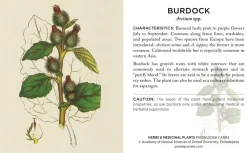 Pomegranate Herbs & Medicinal Plants Knowledge Cards- Games & Puzzles