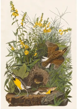 Pomegranate John James Audubon: Songbirds Boxed Notecard Assortment- Boxed Cards