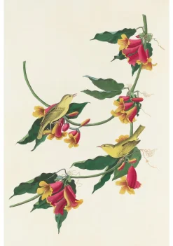 Pomegranate John James Audubon: Songbirds Boxed Notecard Assortment- Boxed Cards