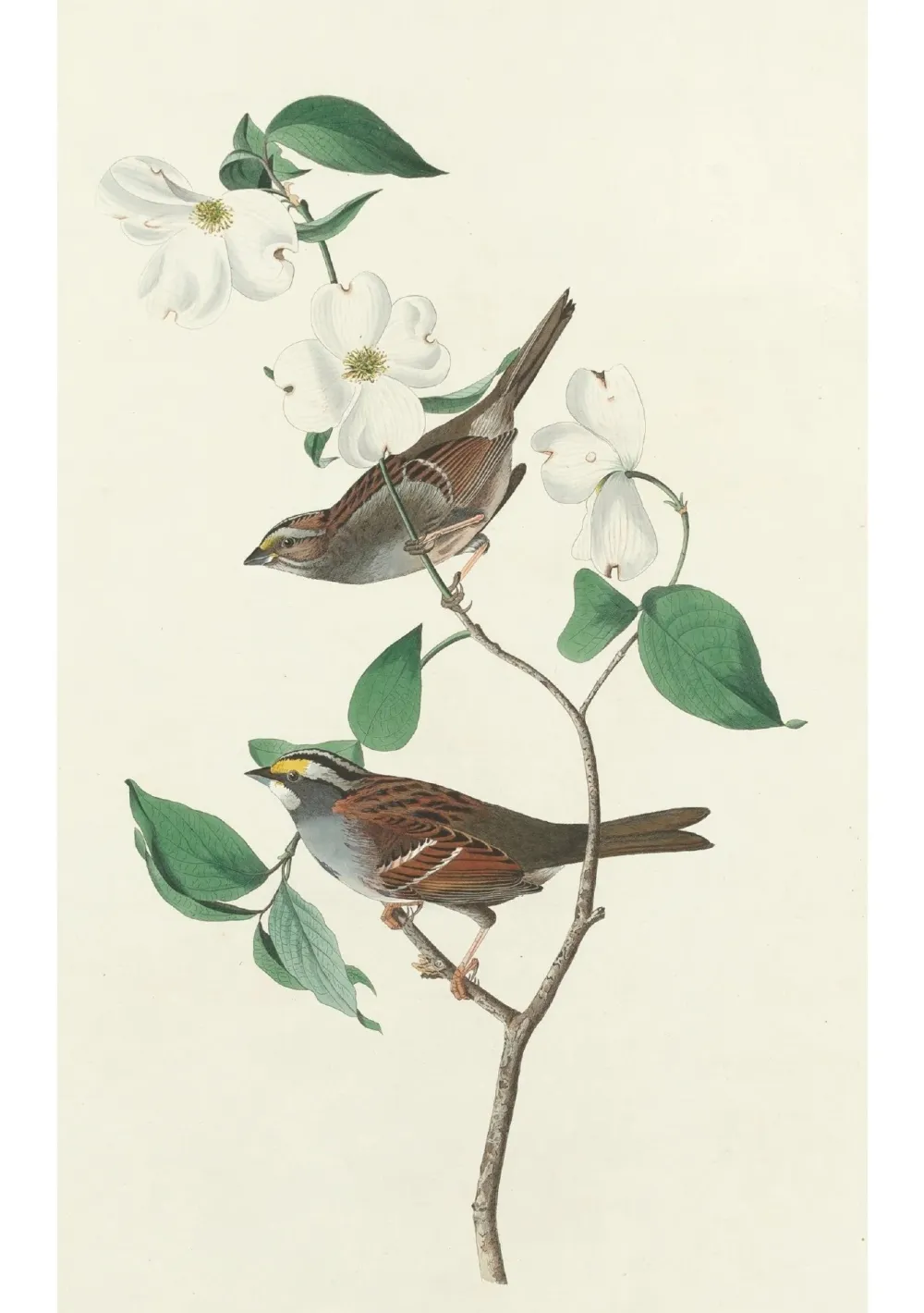 Pomegranate John James Audubon: Songbirds Boxed Notecard Assortment- Boxed Cards