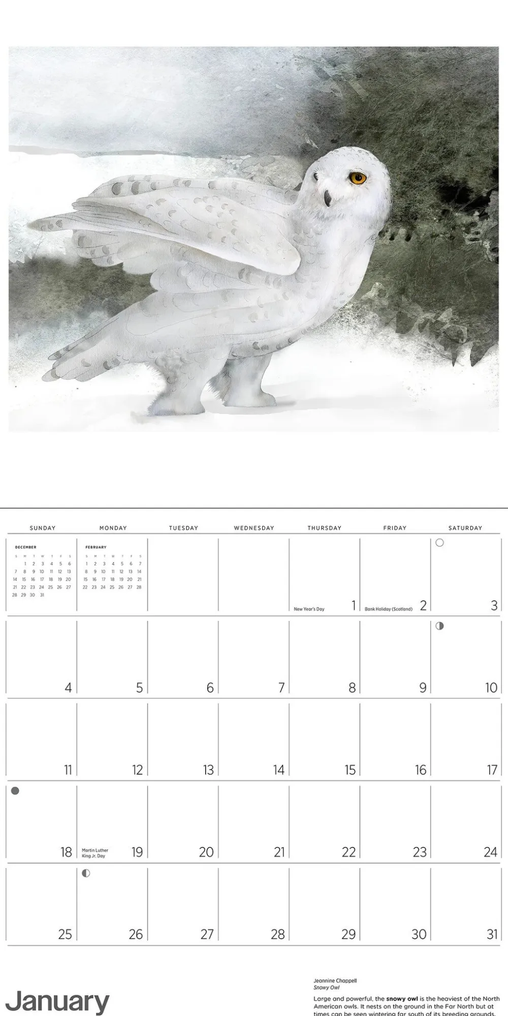 Pomegranate Owls: Jeannine Chappell 2026 Wall Calendar- Calendars
