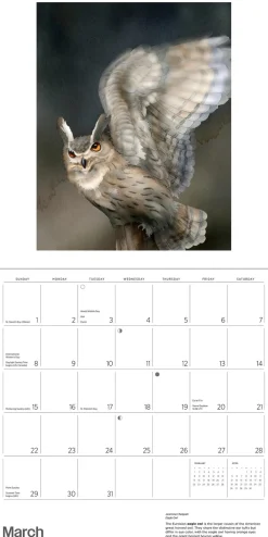 Pomegranate Owls: Jeannine Chappell 2026 Wall Calendar- Calendars