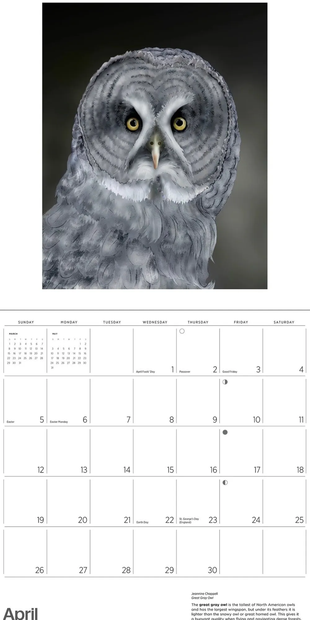 Pomegranate Owls: Jeannine Chappell 2026 Wall Calendar- Calendars
