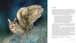 Pomegranate Owls: The Paintings of Jeannine Chappell- Books