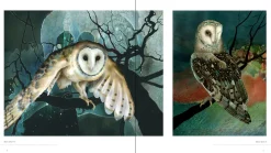 Pomegranate Owls: The Paintings of Jeannine Chappell- Books