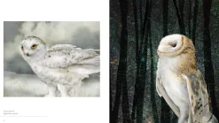 Pomegranate Owls: The Paintings of Jeannine Chappell- Books