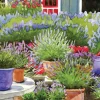Pots of Lavender Birthday Card- Greeting Cards