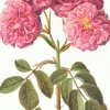 Rosa Damascena Greeting Card- Greeting Cards