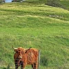 Scottish Cow Greeting Card- Greeting Cards