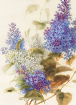 Spray of Lilac Greeting Card- Greeting Cards