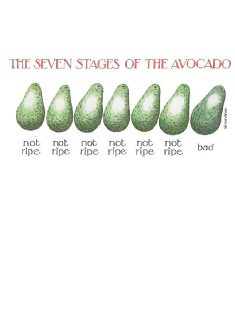 Stages of Avocado Greeting Card- Greeting Cards