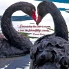Thomas Moore Swan Anniversary Card- Greeting Cards