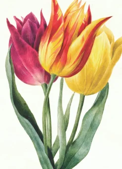 Three Lily Tulips Greeting Card- Greeting Cards