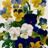 Viola Pansy Tri-Color Greeting Card- Greeting Cards