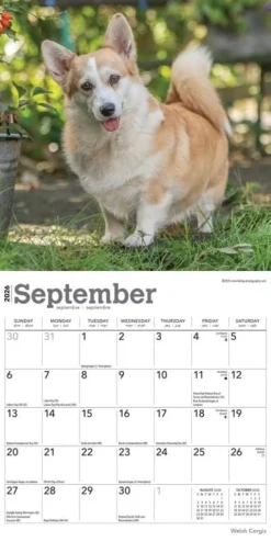 Welsh Corgis 2026 Mini Wall Calendar- Calendars