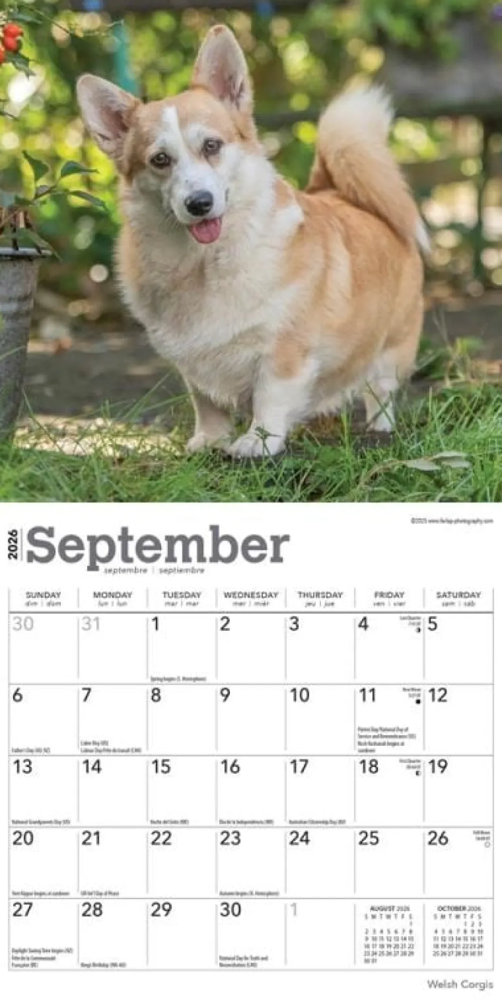 Welsh Corgis 2026 Mini Wall Calendar- Calendars